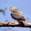 Pench 5